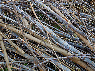 Image showing Many twigs as a background