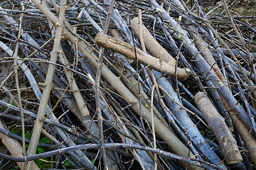 Image showing Heap of cutting branches and twigs 