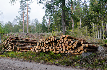 Image showing Timberstacks, renewable resources by roadside