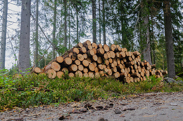 Image showing Timberstack among spruce trees by road side