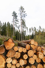 Image showing Logpile in a bright coniferous forest