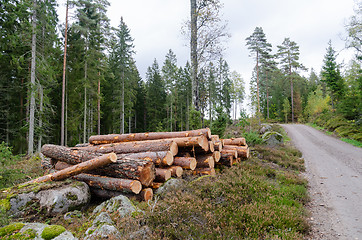 Image showing Coniferous forest with a timber stack by road side