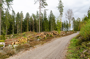 Image showing Coniferous forest with timber stacks by road side