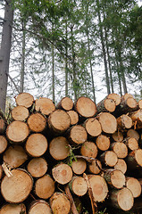 Image showing Renewable resources - a timberstack in a forest