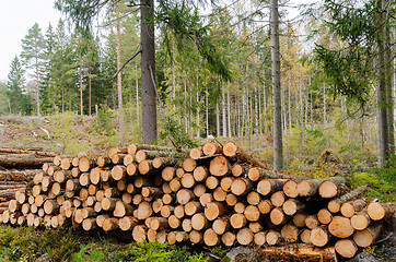 Image showing Timberstack by fall season in a coniferous forest