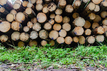 Image showing Pulpwood stack from worms eye view