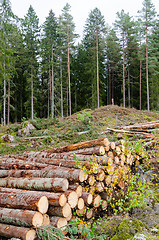 Image showing Timber stack by a clear cut forest area in fall season