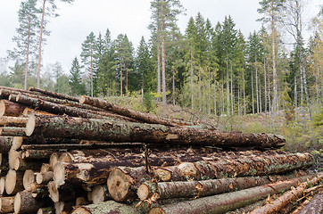 Image showing Pulpwood in a timber stack