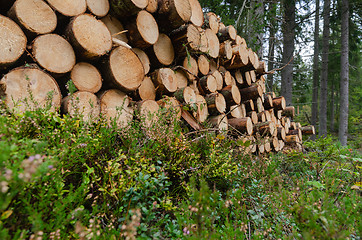 Image showing Worms eye view of a woodpile on the ground in a forest