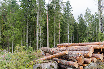 Image showing Wood pile in a bright coniferous forest