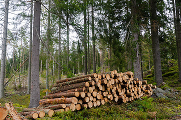 Image showing Woodpile in a green coniferous forest