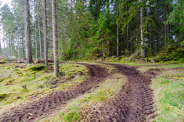 Image showing Tire tracks in a coniferous forest