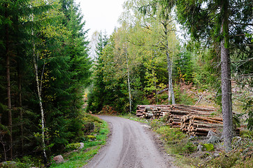 Image showing Woodpiles by road side by fall season in a green forest