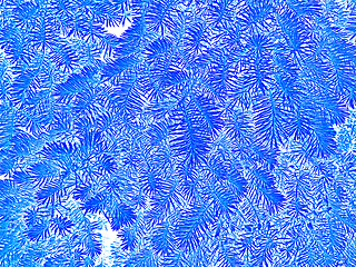 Image showing Fir branches in white and blue colors as a winter or Christmas p