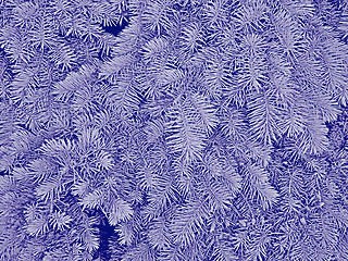 Image showing Fir branches in dark blue hues as a winter or Christmas pattern