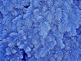 Image showing Fir branches in blue hues as a winter or Christmas pattern