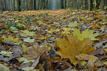 Image showing Leaves lying in on forest footpath