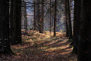 Image showing Autumnal deciduous tree stand with ferns