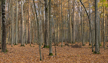 Image showing Autumnal deciduous tree stand with hornbeams and oaks