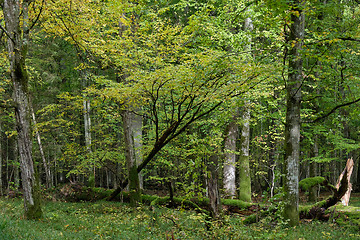 Image showing Autumnal deciduous tree stand with hornbeams