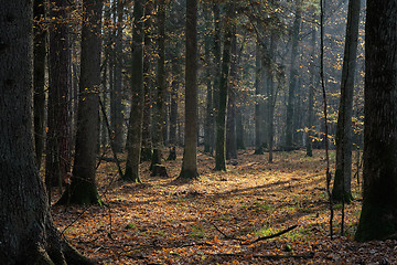 Image showing Autumnal mixed tree stand with old trees in sunlight