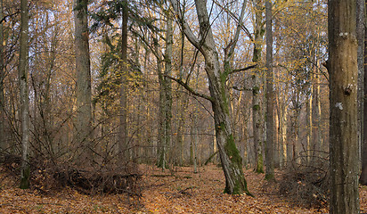 Image showing Autumnal deciduous tree stand with hornbeams and oaks