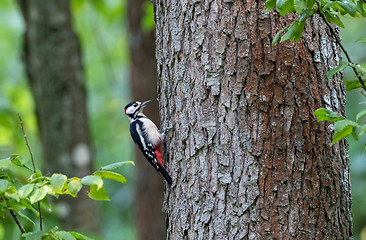 Image showing Great spotted woodpecker (Dendrocopos major) male