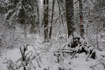 Image showing Wintertime landscape of snowy deciduous stand