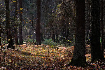 Image showing Autumnal coniferous tree stand with ferns