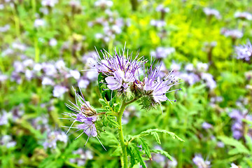 Image showing Phacelia blooming and grass