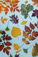 Image showing Pattern of colorful autumn leaves.