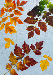 Image showing Colorful autumn leaves.