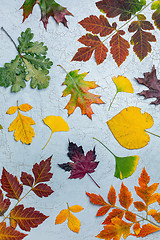 Image showing Composition of colorful autumn leaves.