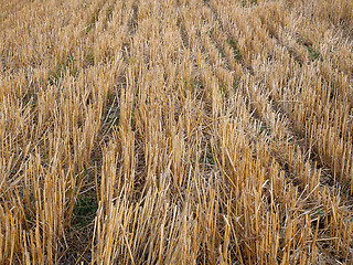 Image showing Wheat stubble after harvest