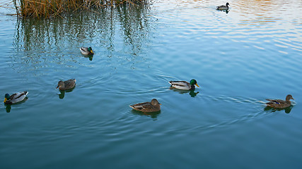 Image showing Wild ducks Mallard 