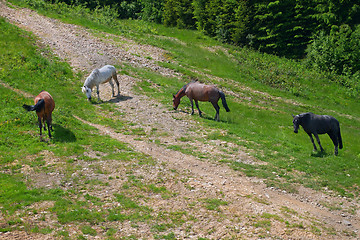 Image showing Horses graze near rocky mountain road