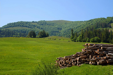 Image showing Green pasture in Ukrainian Carpathians 