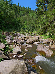 Image showing Mountain river in forest in Ukrainian Carpatians