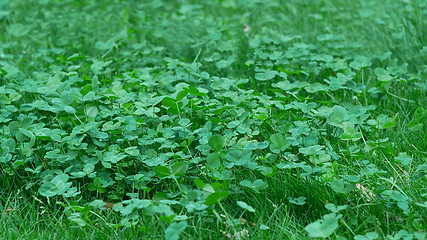 Image showing Clever with fresh green leaves