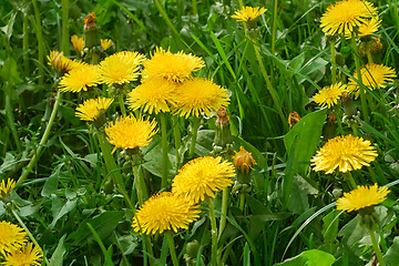 Image showing Dandelions blooms in the meadow