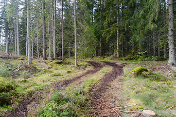 Image showing Tractor tracks in a coniferous forest