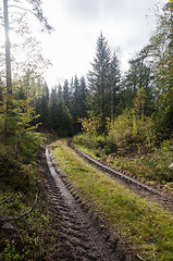 Image showing Tractor tracks in a backlit forest