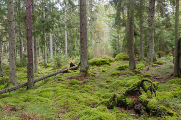 Image showing Moss covered forest floor in an untouched forest