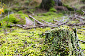 Image showing Old weathered moss grown tree stump