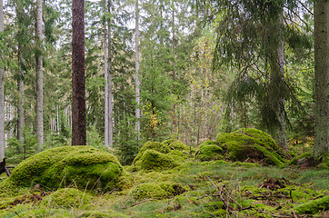 Image showing Mossy unspoilt conoferous forest