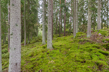 Image showing Spruce tree trunks in a moss covered forest