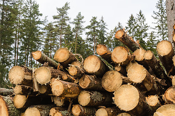 Image showing Pile of pulpwood in a coniferous forest