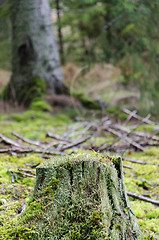 Image showing Old moss covered and rotten tree stump