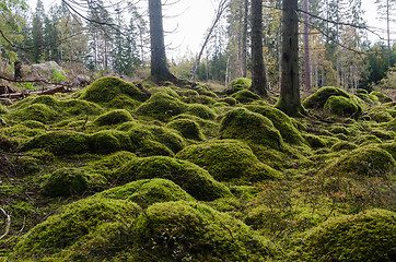 Image showing Moss covered stones in an untouched forest