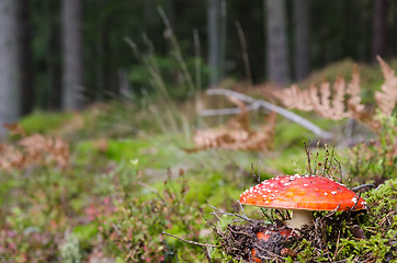 Image showing Growing Toadstool mushroom closeup